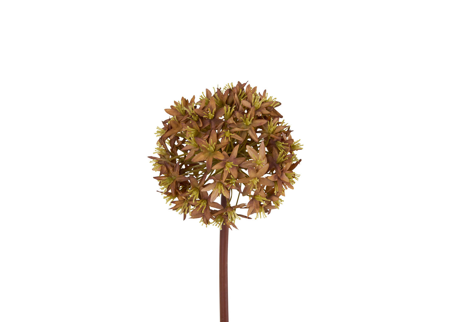 Skylynn Allium Stem Caramel