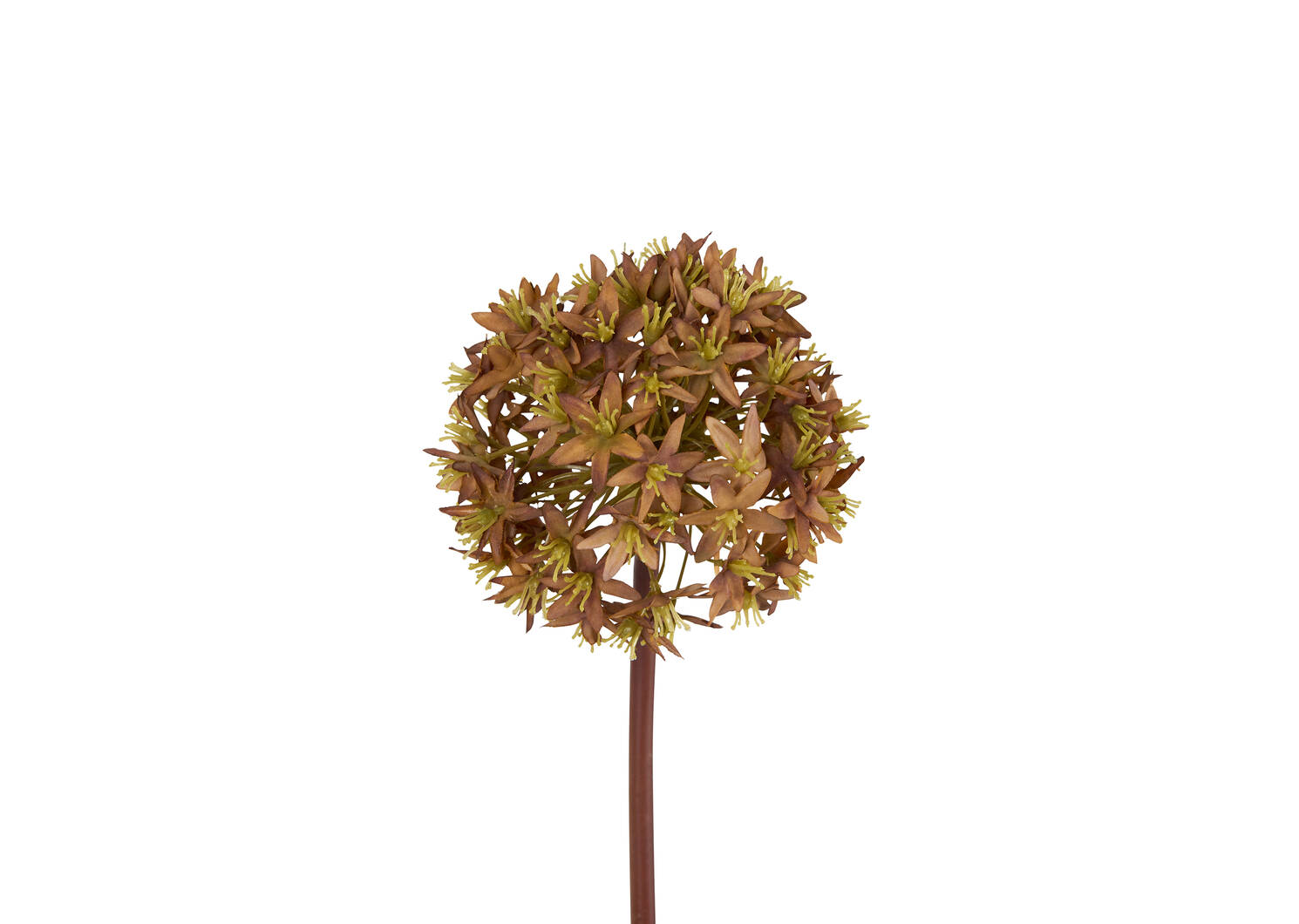 Tige d'allium Skylynn caramel