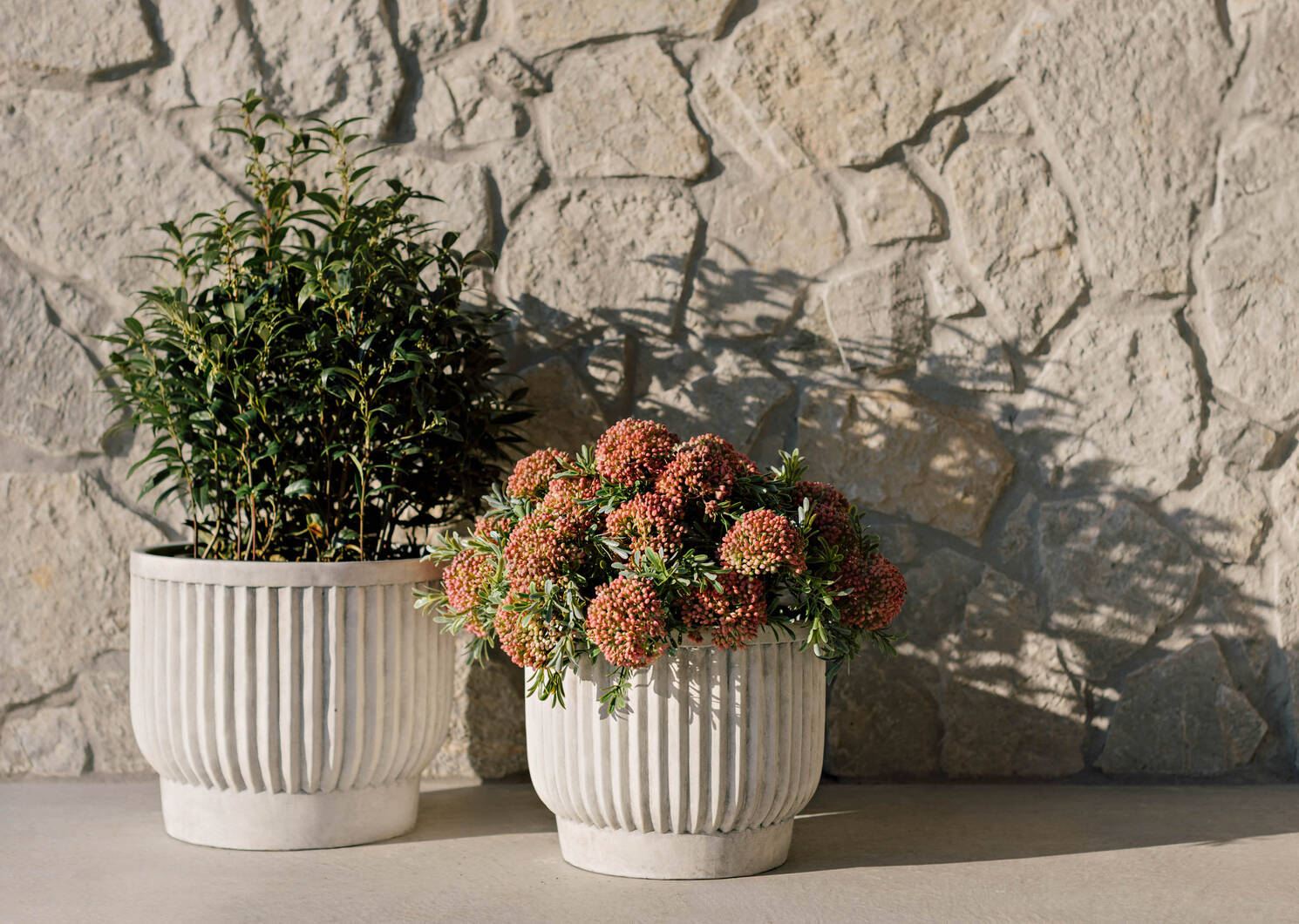 Cami Sedum Bunch Pink