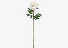 Tige de pivoine Kirra