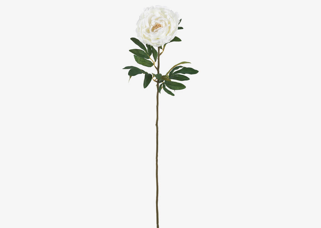 Tige de pivoine Kirra