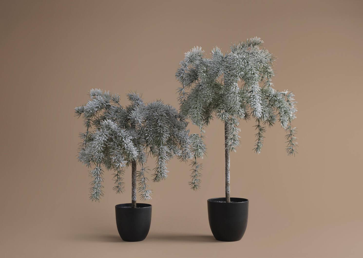 Weeping Cedar Tree Small