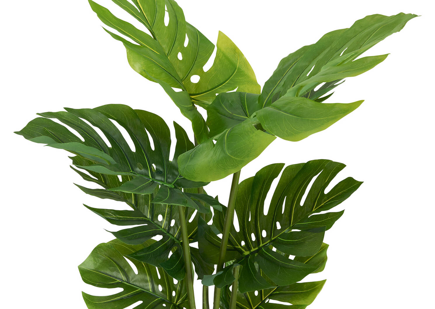 Keilani Monstera Potted Plant