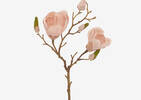 Tige courte de magnolia Gwen fard