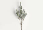 Icy Pine Branch
