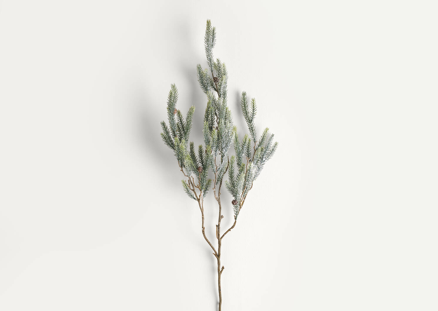 Icy Pine Branch