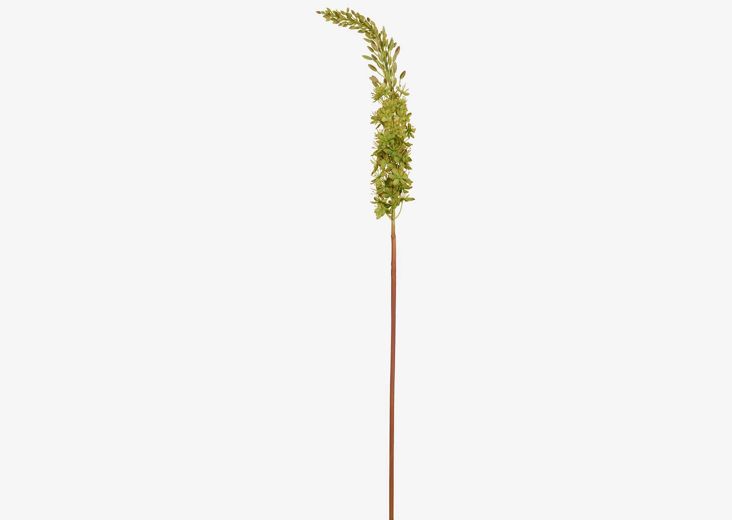 Farrah Eremurus Stem Fern