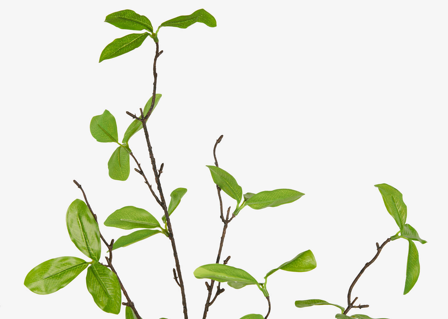 Branche avec feuilles Privet