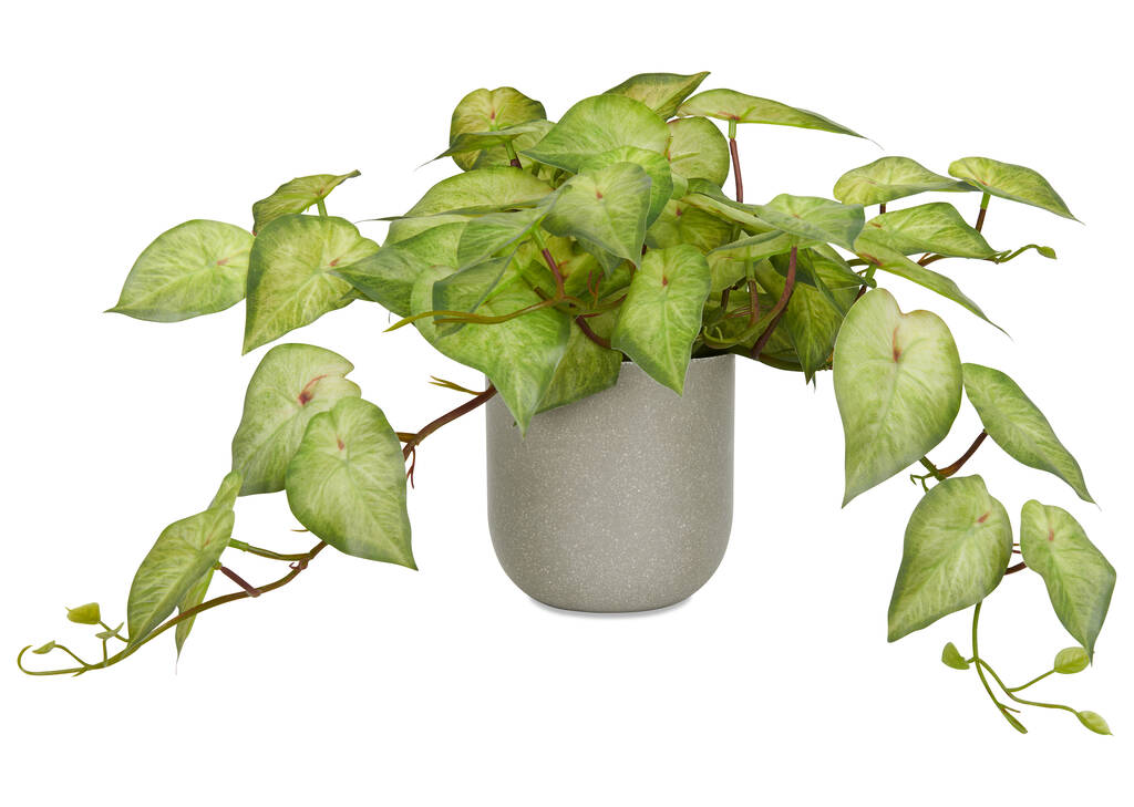 White Dynasty Caladium Plant Potted