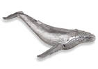Déco baleine Cachalot argentée