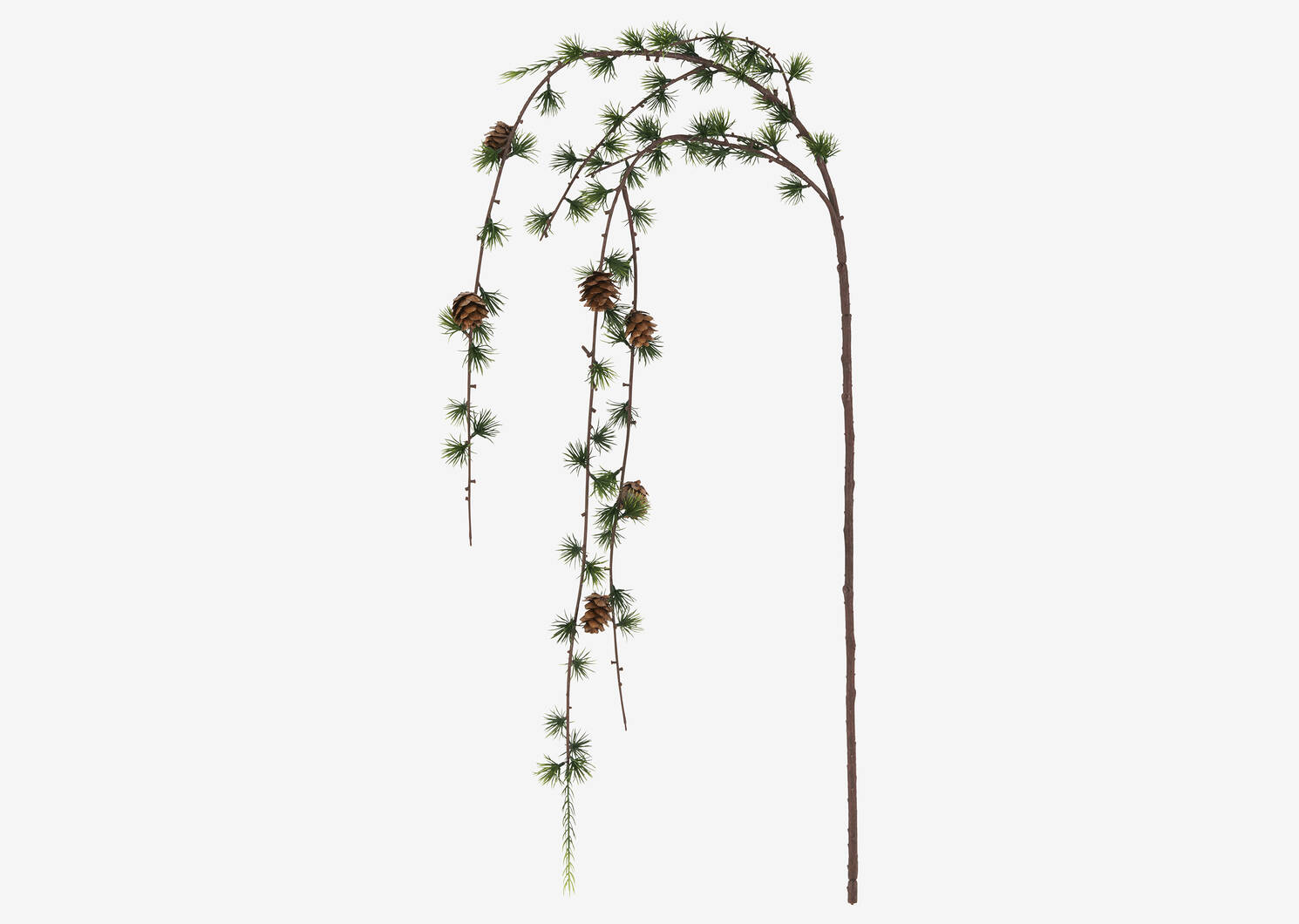 Larix Larch Branch