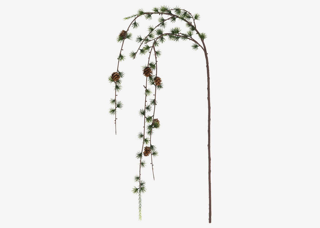 Larix Larch Branch