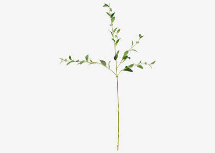 Branche de pousses d'eucalyptus Olga