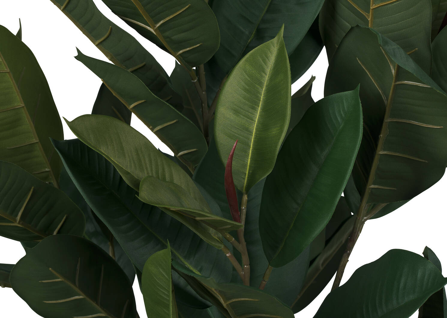 Troye Rubber Tree Potted