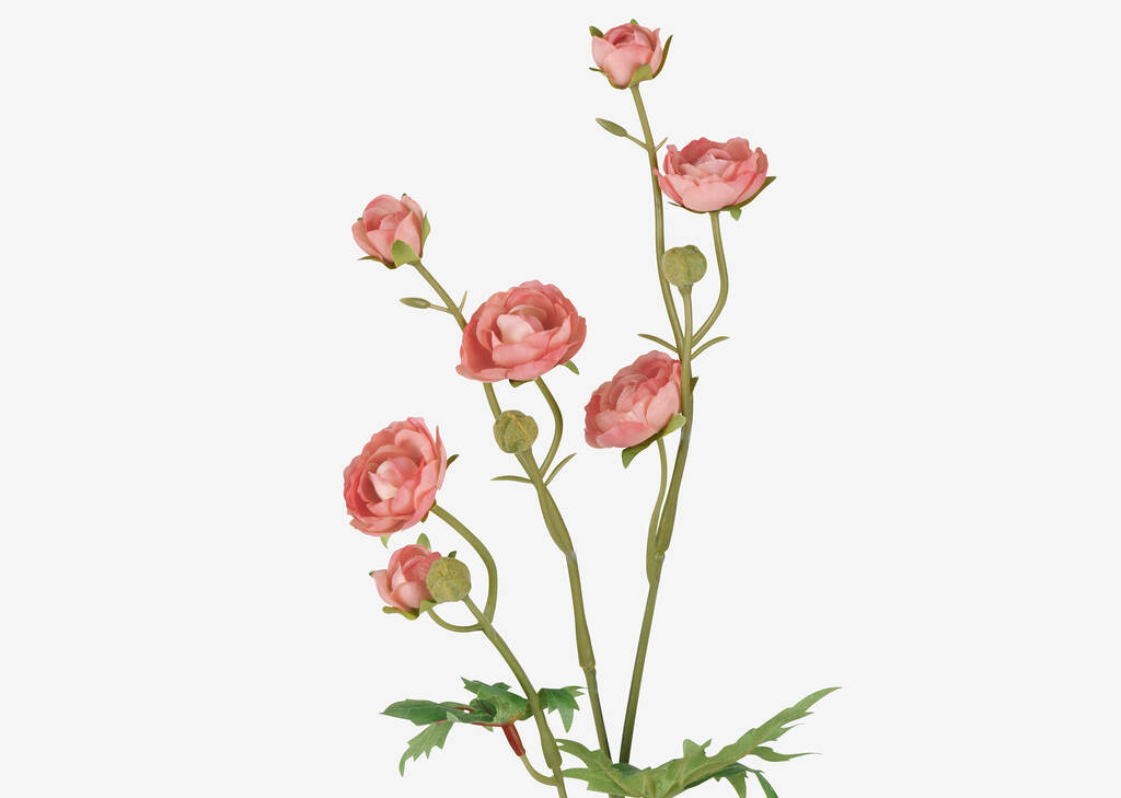 Tove Mini Ranunculus Dark Pink