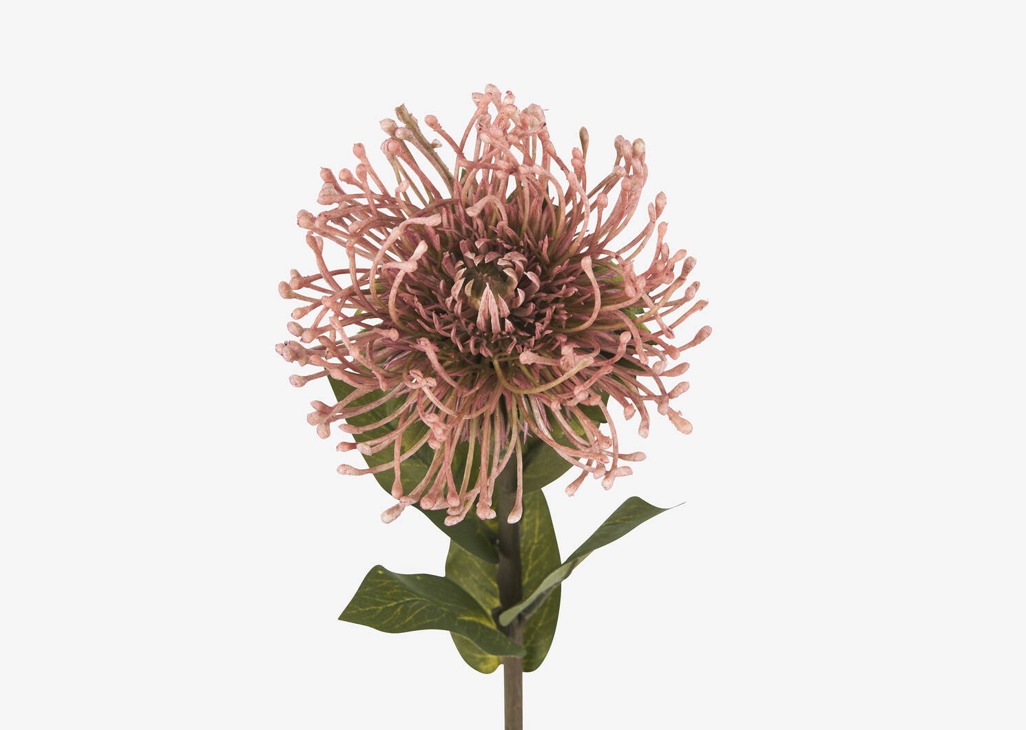 Jada Leucosper Mum Stem Pink