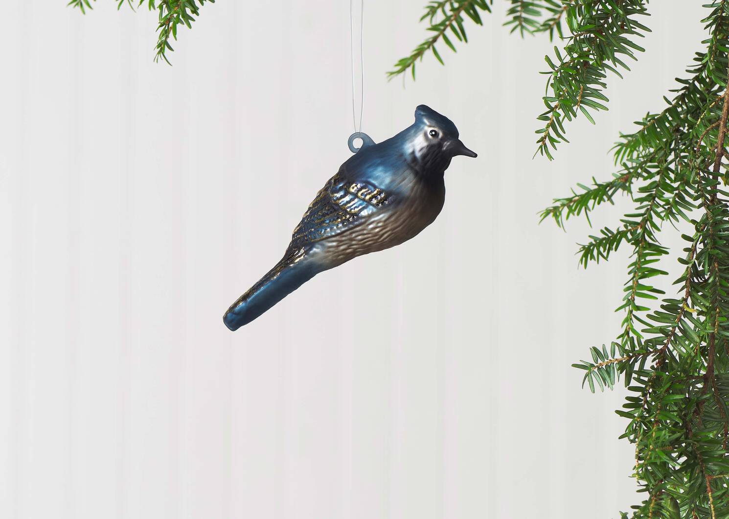 Stellar Jay Orn
