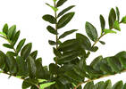 Plante ZZ en pot Hola