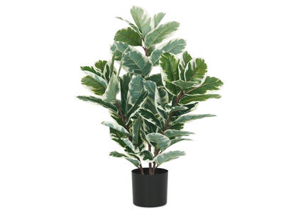 Chêne en pot Davy