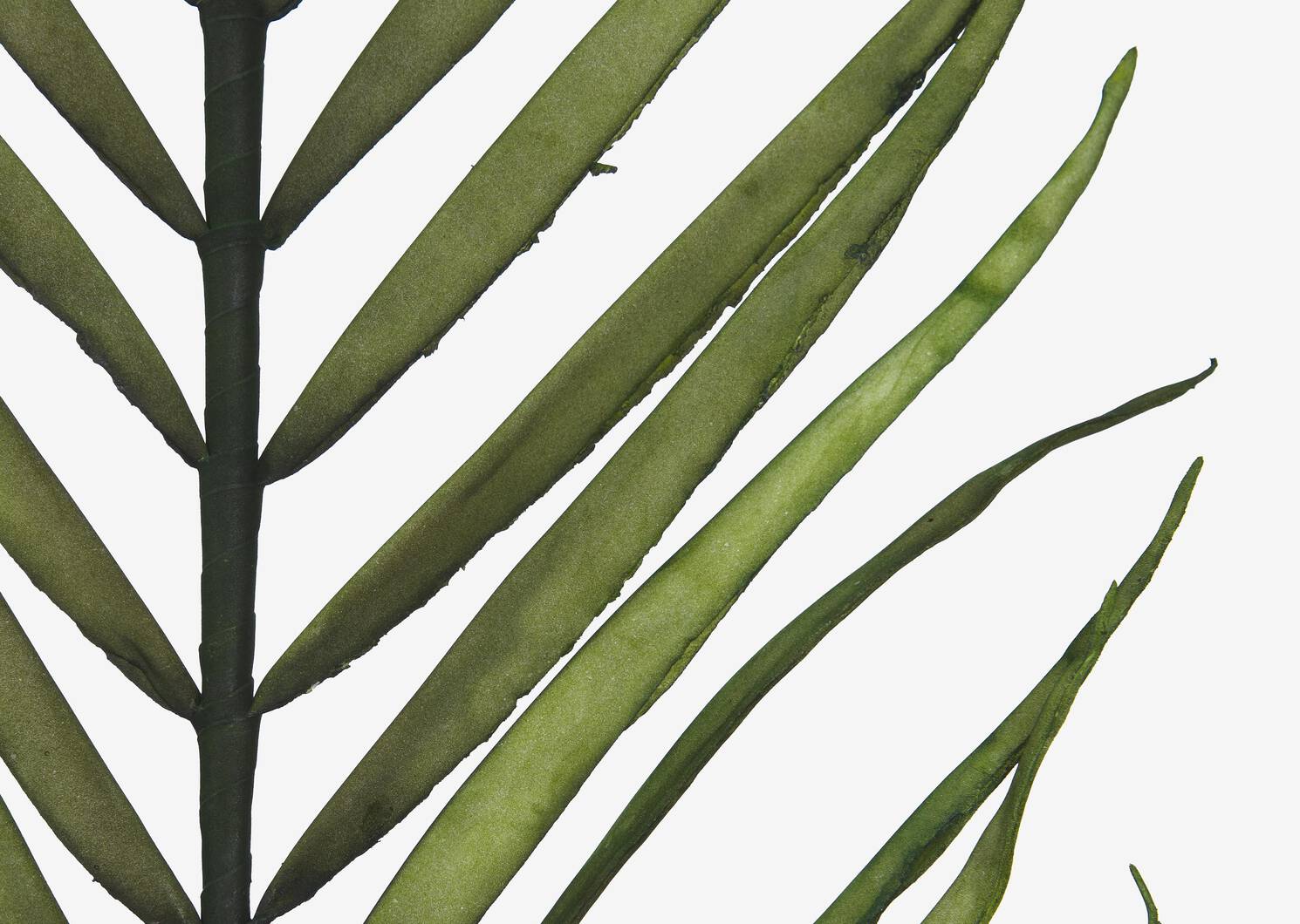 Zyla Palm Stem Tall