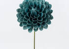 Lynn Dahlia Jumbo Blue Haze
