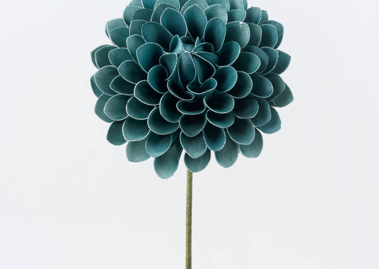 Lynn Dahlia Jumbo Blue Haze