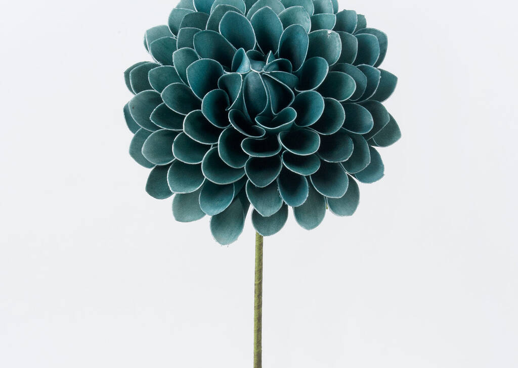 Tige de dahlia bleu nuage Lynn
