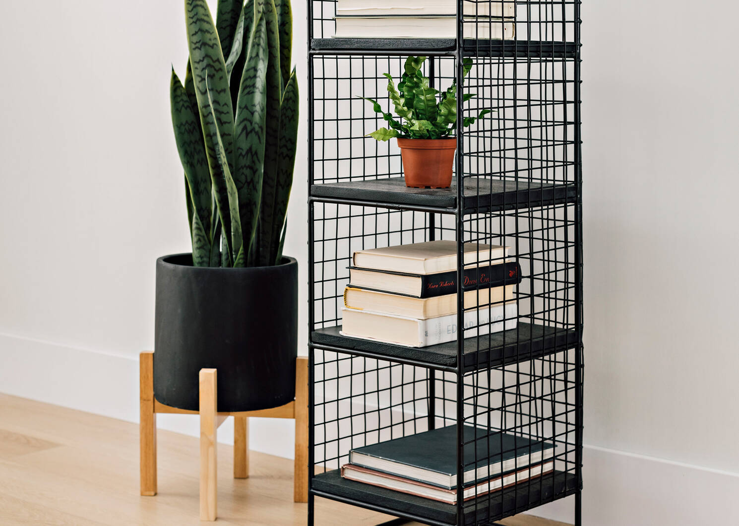 Sansevieria en pot Fynn