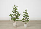 Evergreen Tree Potted Small
