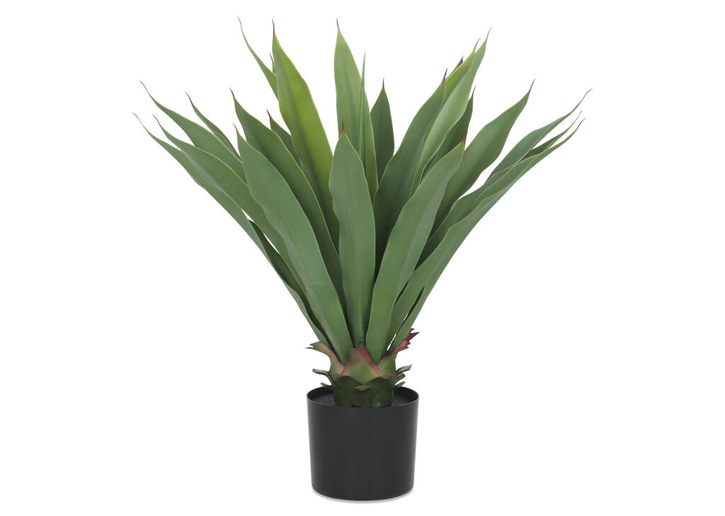 Petit Yucca en pot Brae