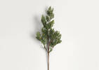 Alice Pine Branch