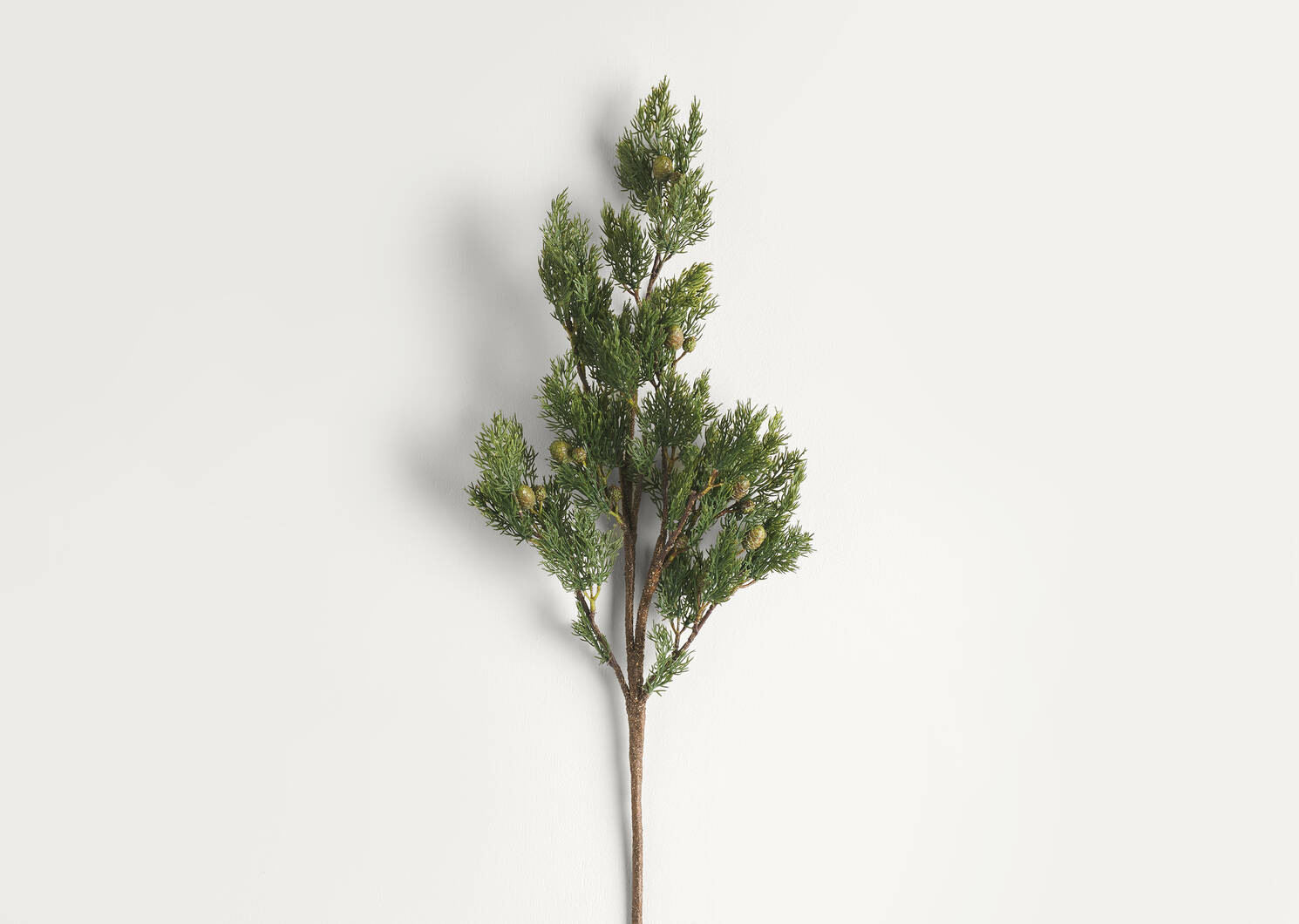 Alice Pine Branch