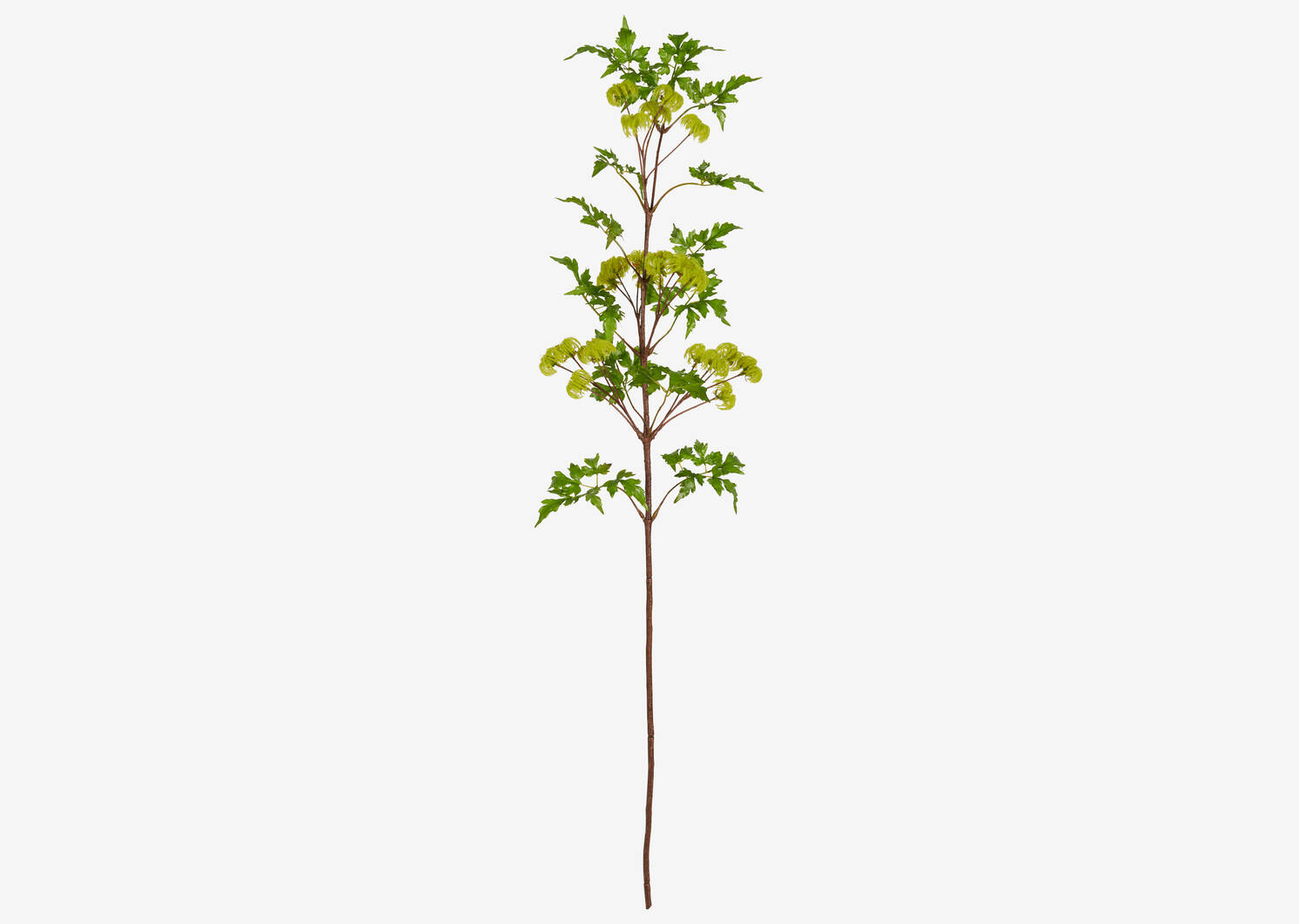 Arielle Seeded Clematis Branch