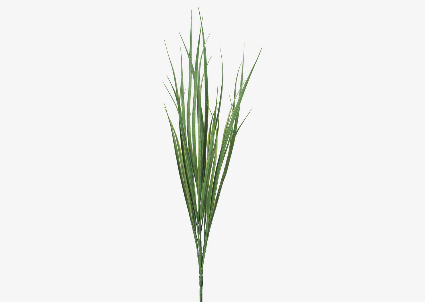 Terrie Grass Stem