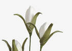 Shian Flower Branch White