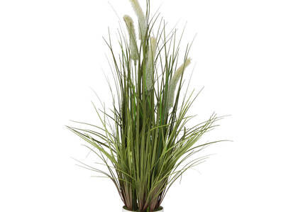 Joshua Grass Potted Green