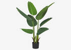 Kani Travelers Palm Tree Potted Short