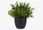 Sena Boxwood Potted