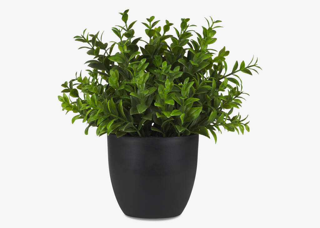 Sena Boxwood Potted