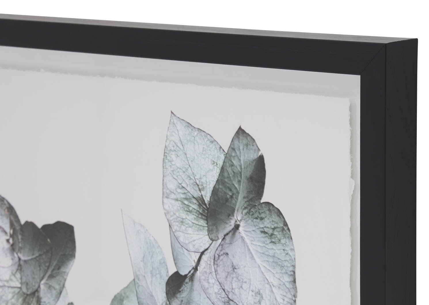 Eucalyptus 1 Wall Art