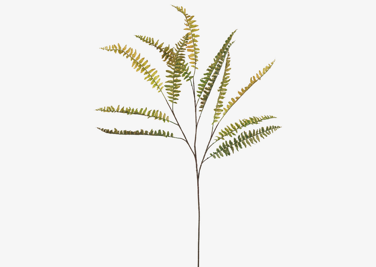 Cypress Fern Spray Branch