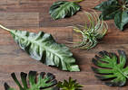 Palmier philodendron Keilani