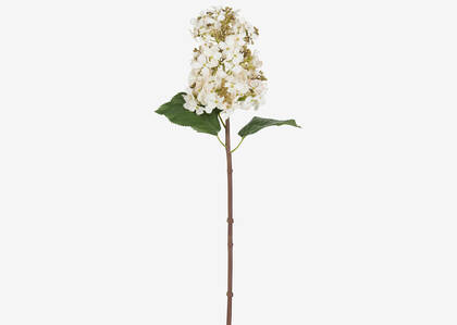 Beth Cone Hydrangea Stem White