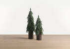 Seymour Tree Small