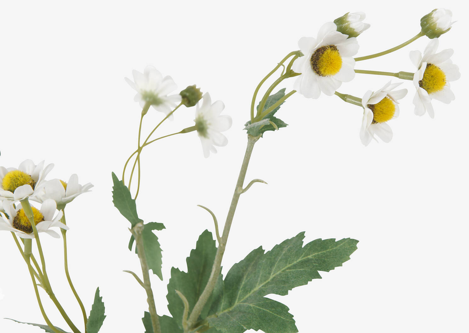 Trish Anemone Branch White