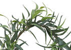 Kaiden Eucalyptus Wreath