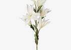 Bouquet de fleurs Kadal blanches