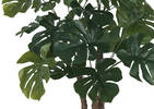 Monstera en pot Lagos