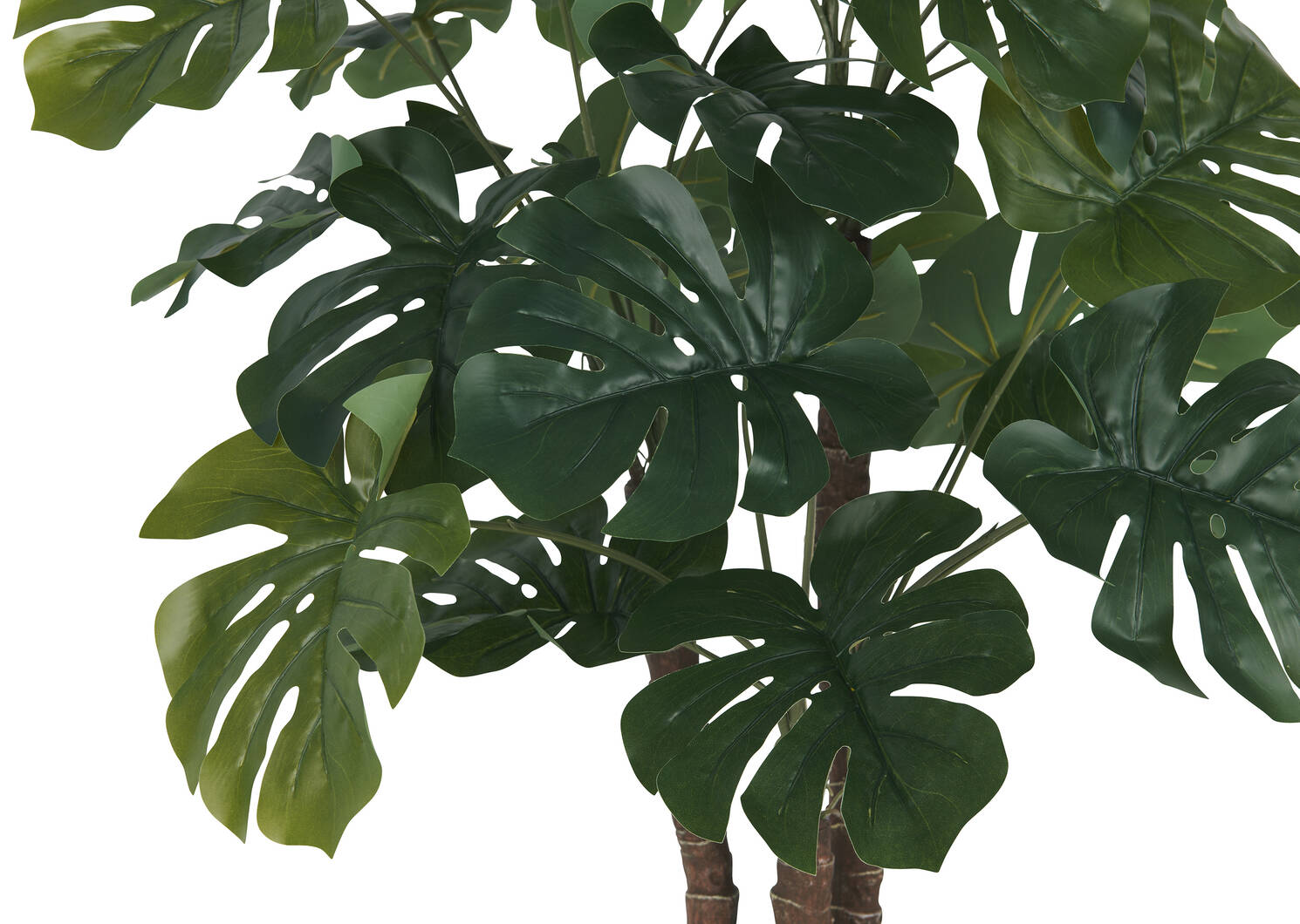 Lagos Monstera Tree Potted