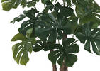 Lagos Monstera Tree Potted